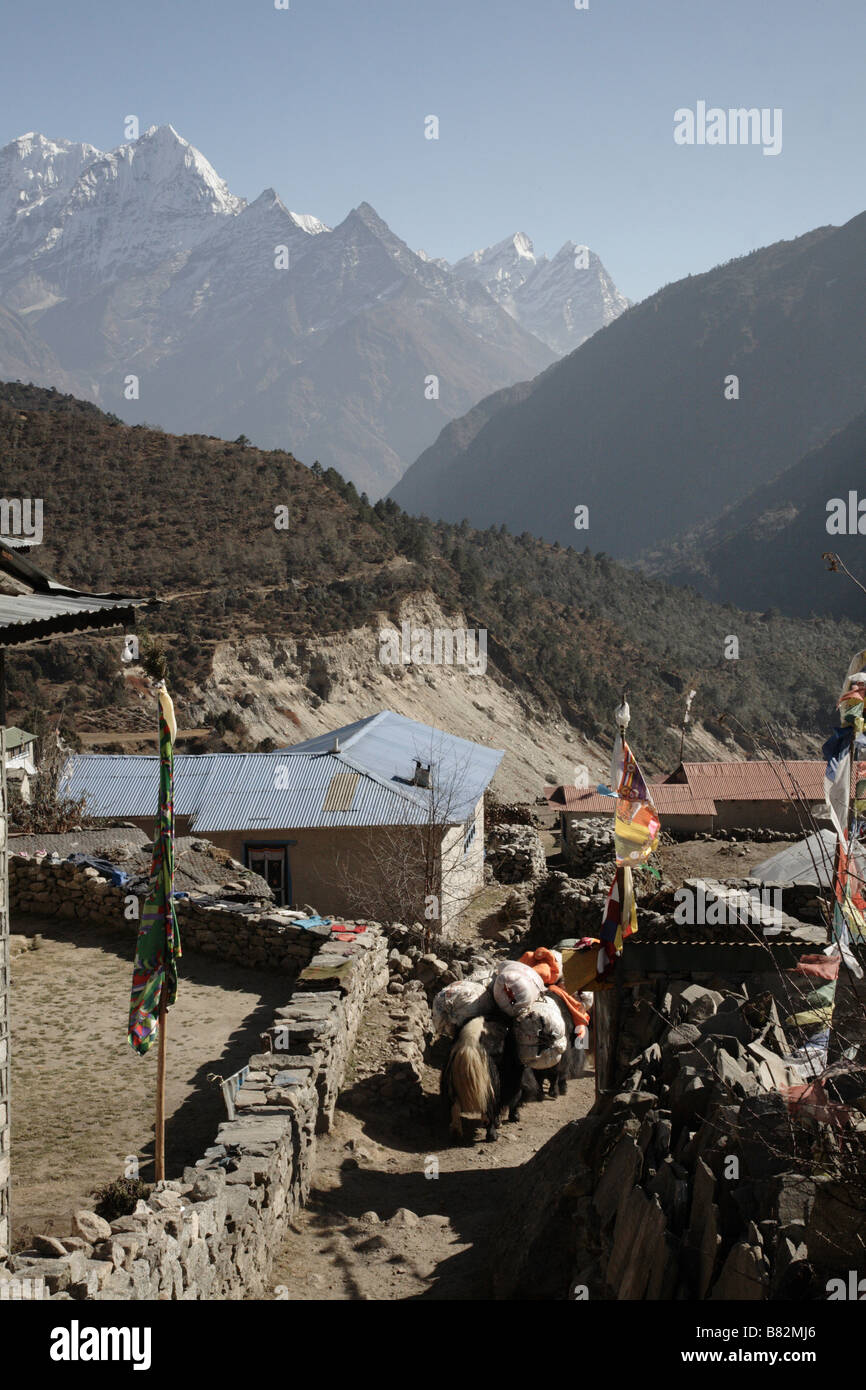 Yaks carrying loads in Thame Nepal Stock Photo