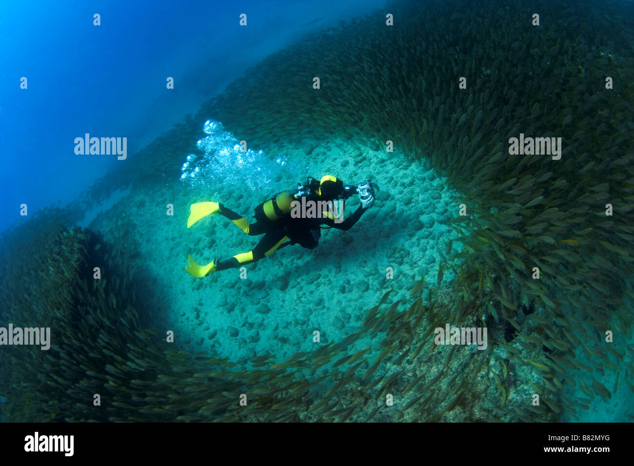Diver surrounded by school fish, Canary island in Spain, camera