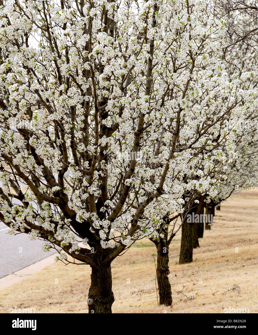 Bradford Pear tree, or Callery Pear, Pyrus calleryana, in spring bloom. Oklahoma City, Oklahoma, USA. Stock Photo