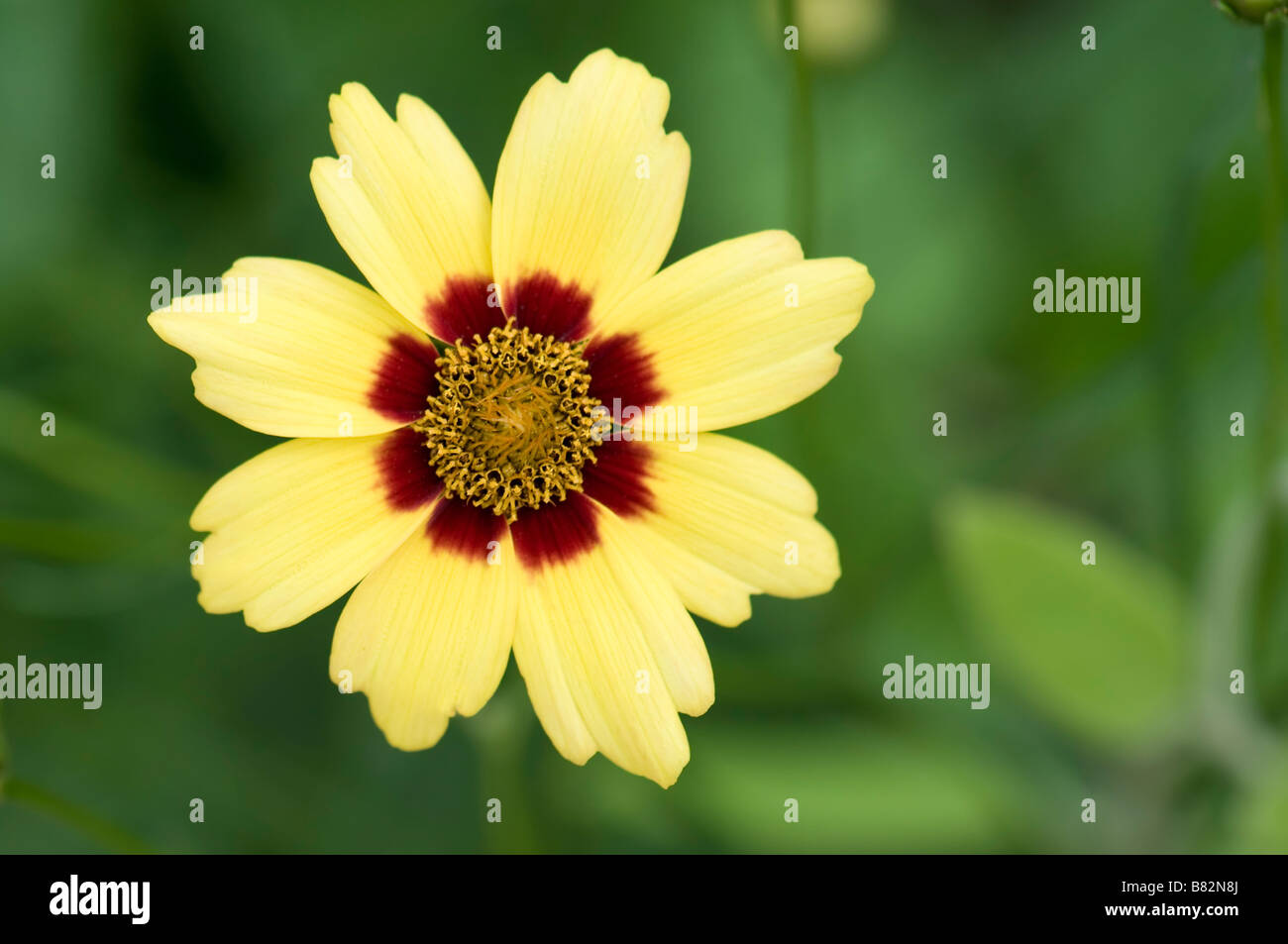 A yellow Coreopsis grandiflora flower growing in an Oklahoma, USA