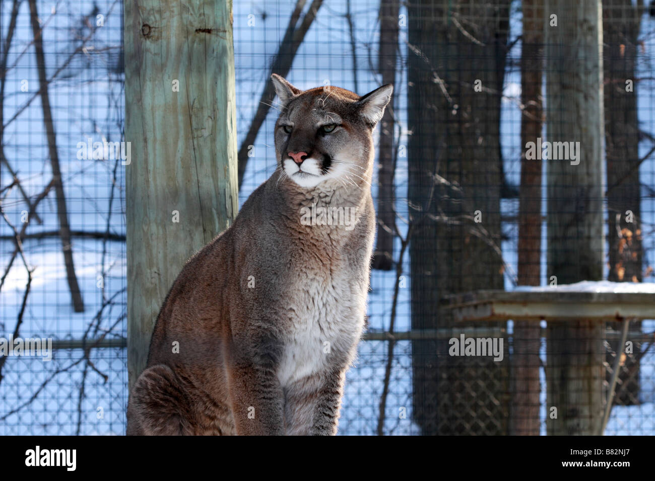 Felis concolor hi-res stock photography and images - Alamy