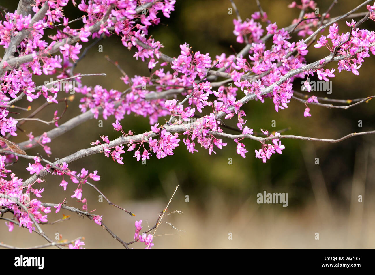 The Eastern redbud tree, Cercis canadensis, in bloom. Oklahoma, USA. Stock Photo