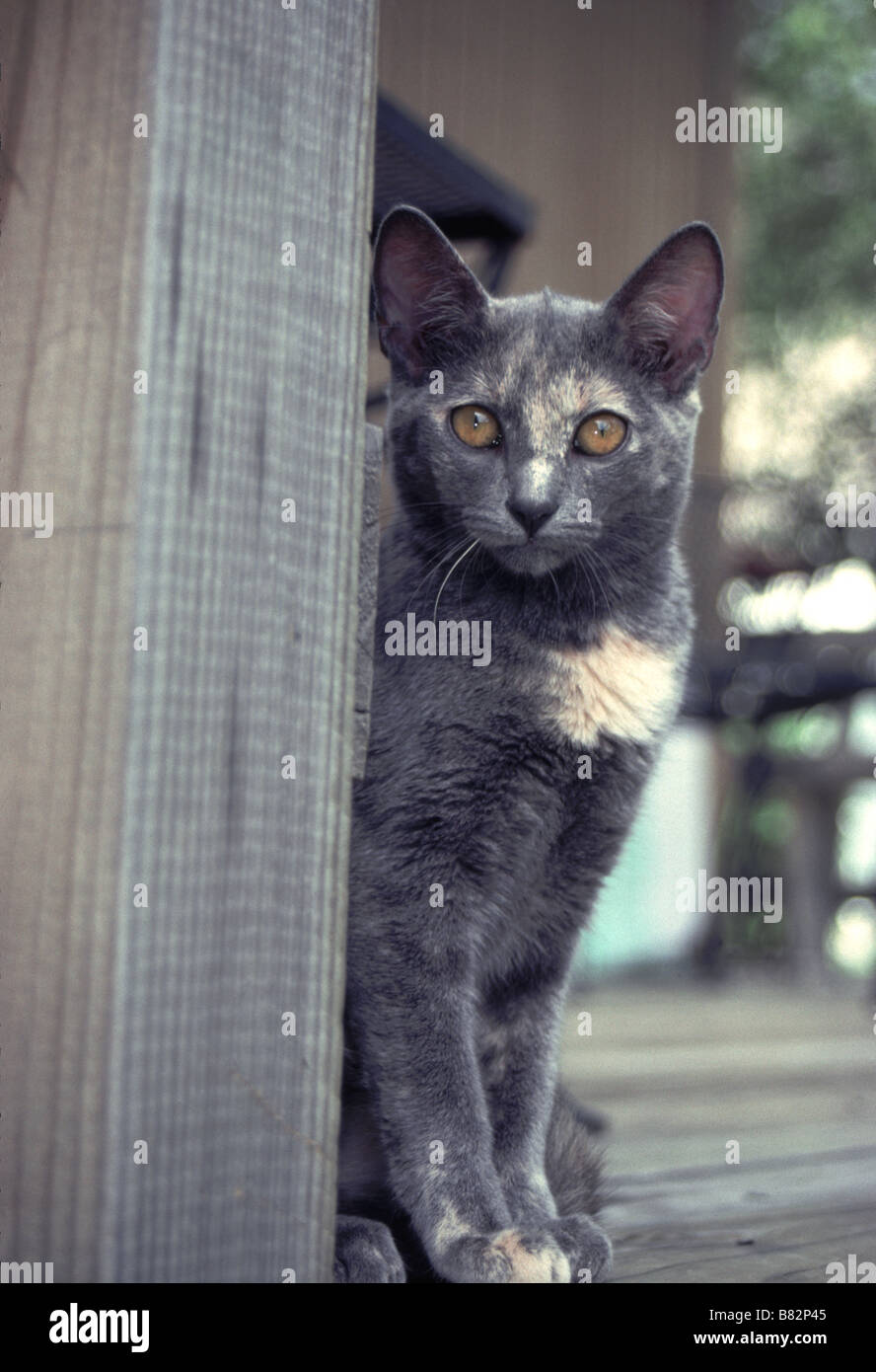 Charcoal grey hires stock photography and images Alamy