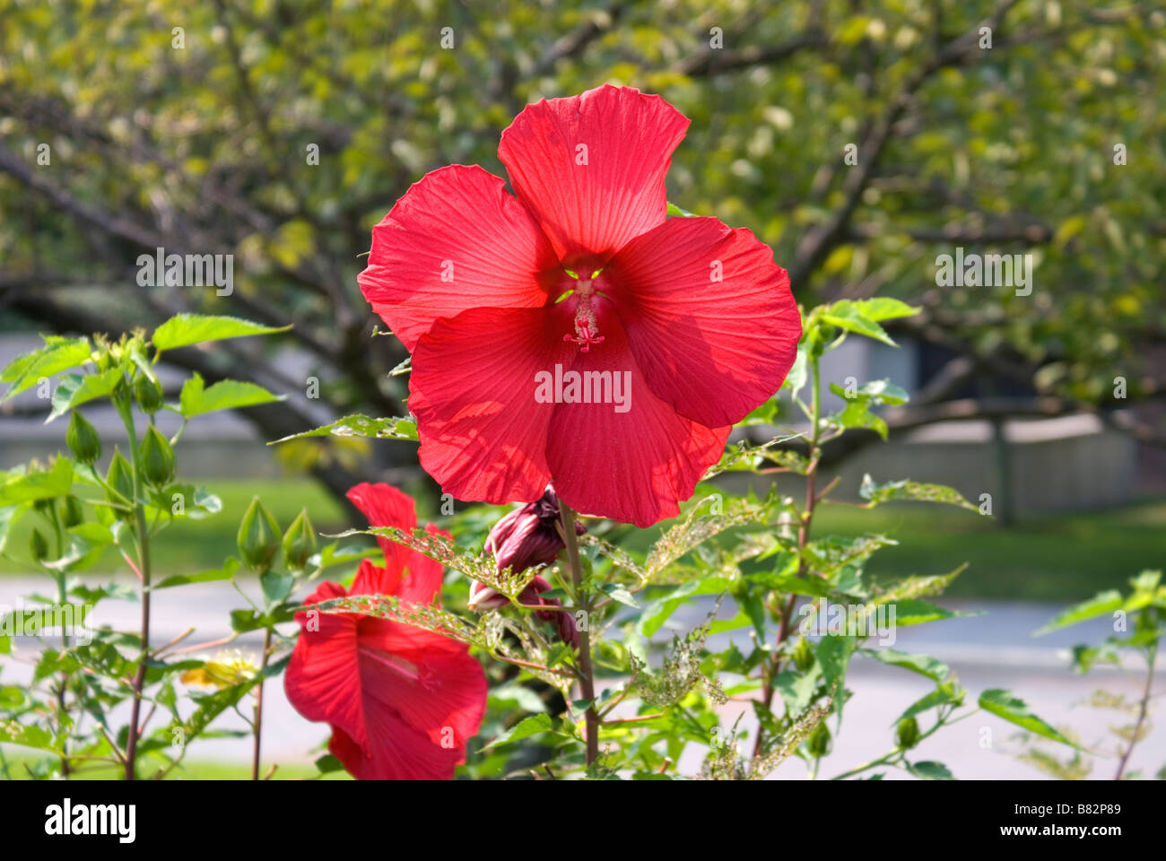 red flowers, Long Island, New York Stock Photo Alamy