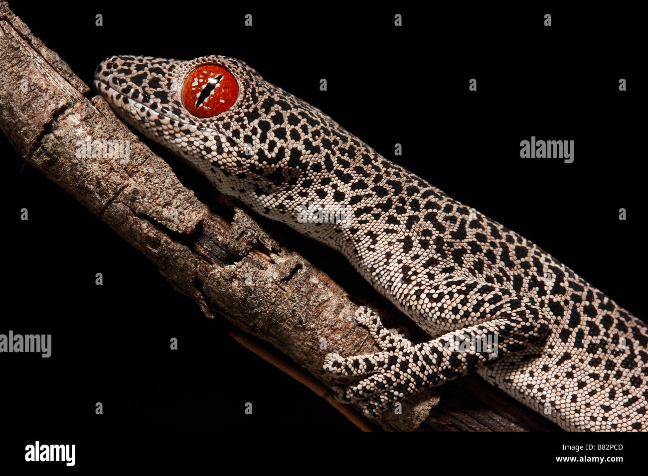 Australian Golden-tailed Gecko (Strophurus taenicauda) Stock Photo
