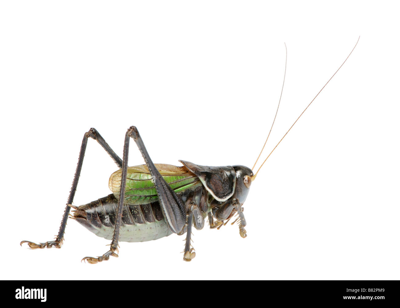 Gampsocleis gratiosa local name in China guoguo in front of a white background Gampsocleis gratiosa is a grasshopper from China Stock Photo