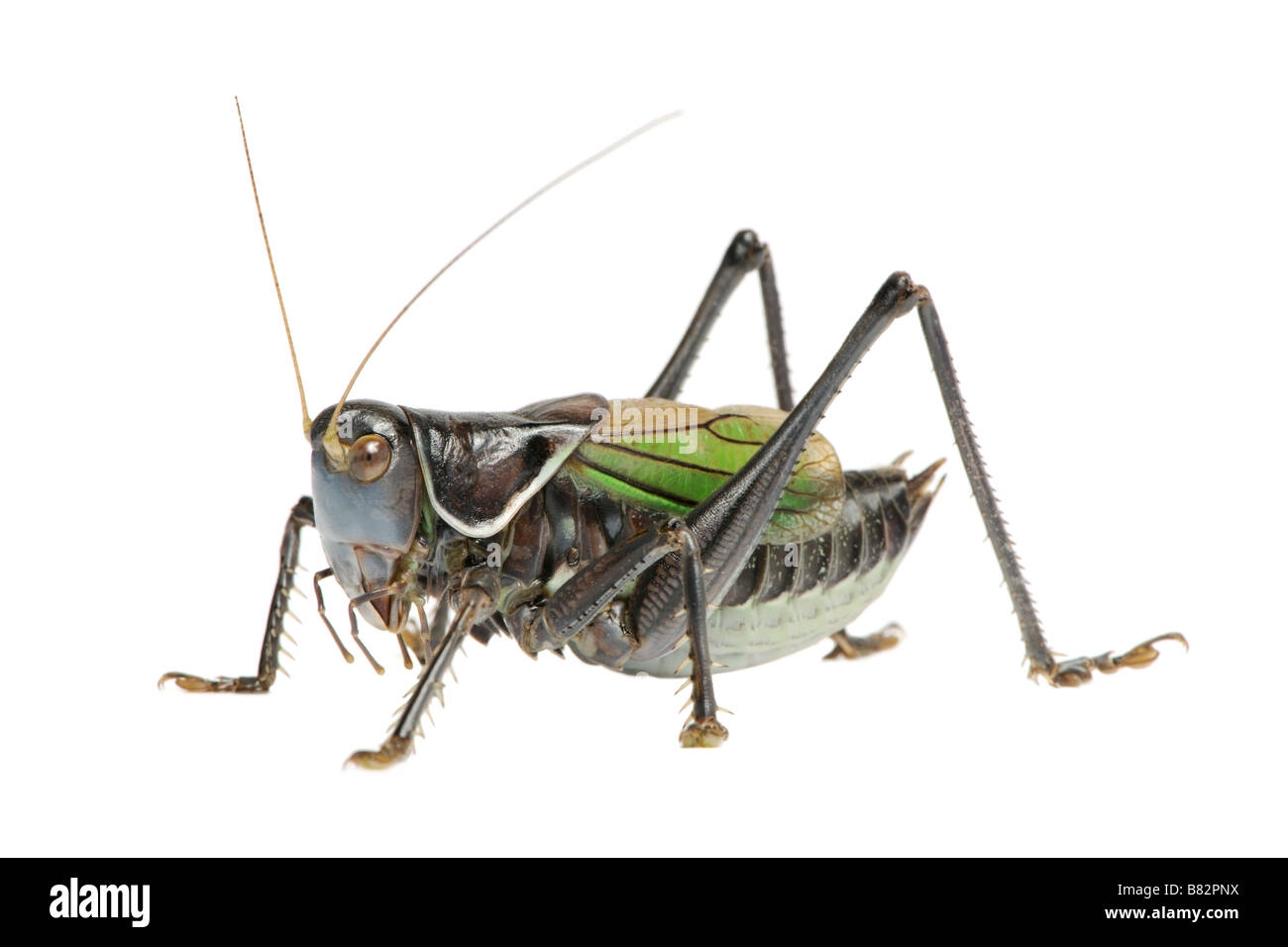 Gampsocleis gratiosa local name in China guoguo in front of a white background Gampsocleis gratiosa is a grasshopper from China Stock Photo