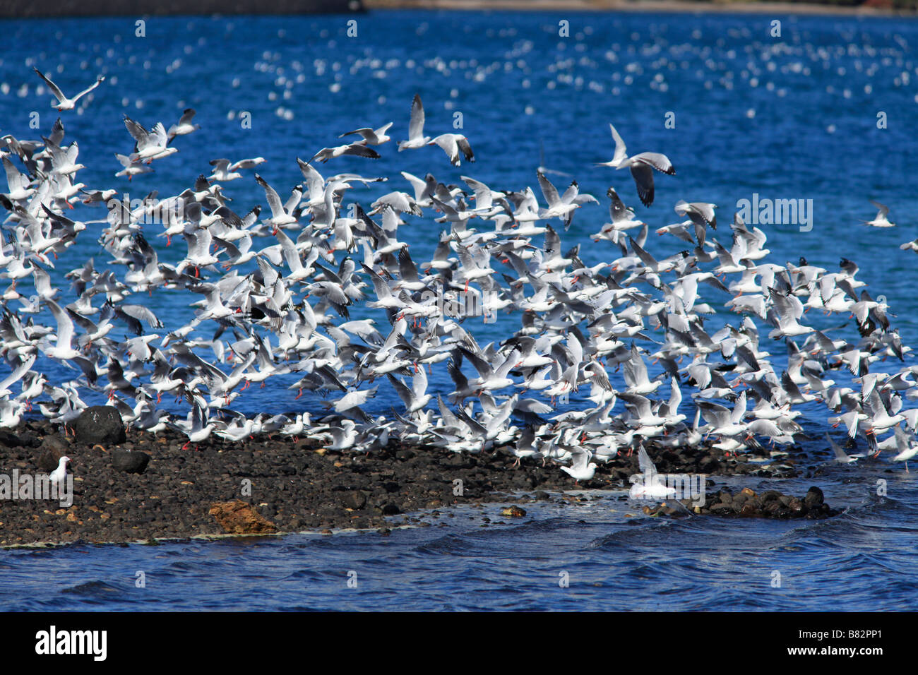 Flock of sea gulls airborne over coastal waters,Otago,South Island,New Zealand Stock Photo