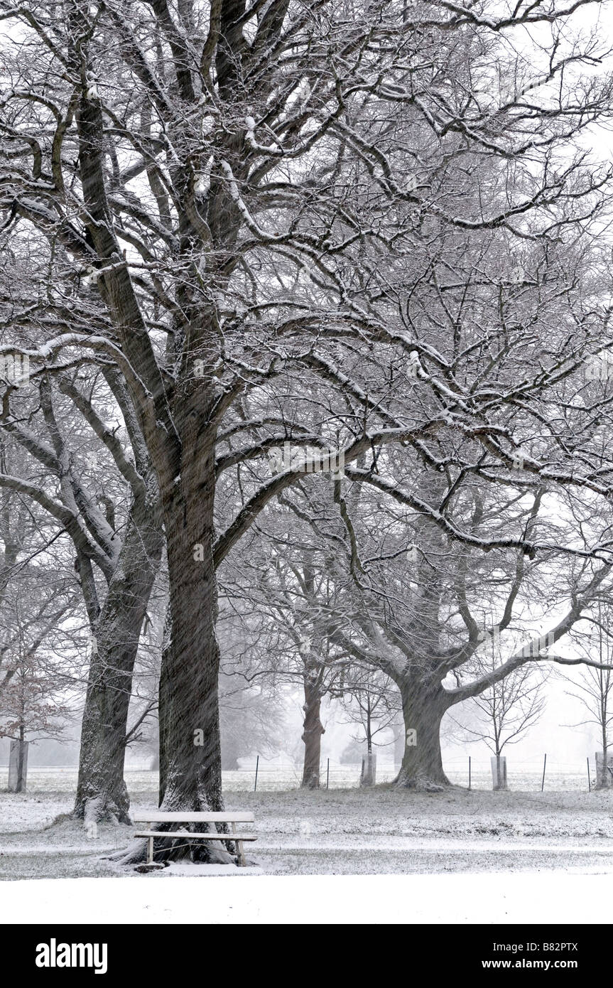 Dublin Christmas Snow