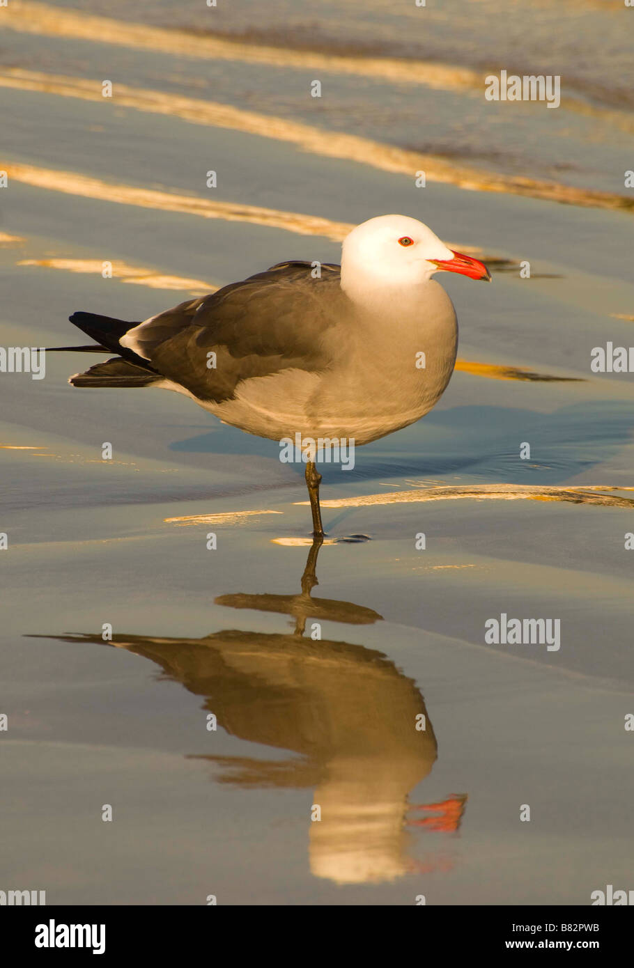 MEXICO SINOLA STATE MAZATLAN Close up view of Red Beaked Seagull wading the beach. Stock Photo
