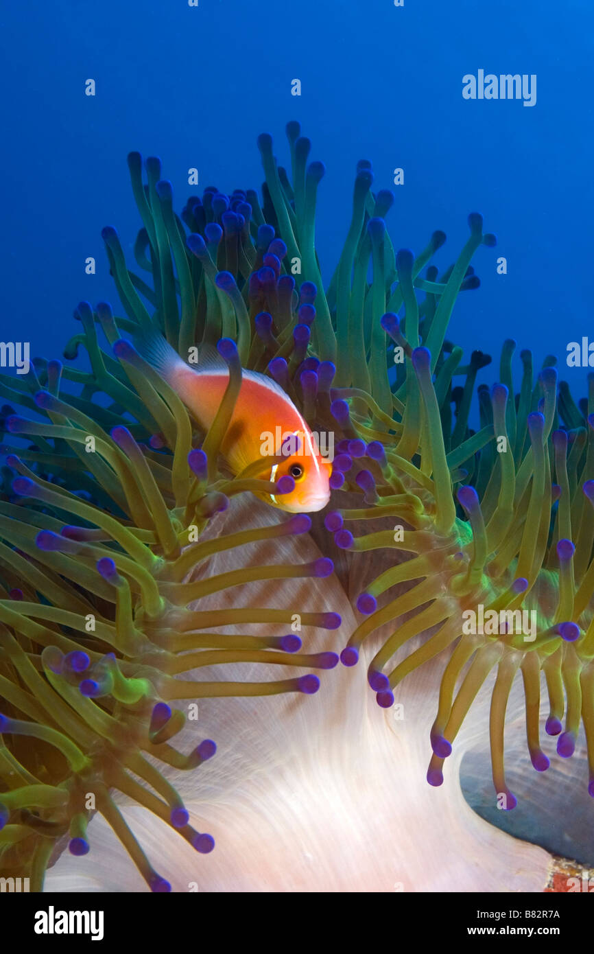 Anemone fish among the tentacles of its anemone in Pohnpei Micronesia, colorful, blue water, fish, clown fish, underwater Stock Photo