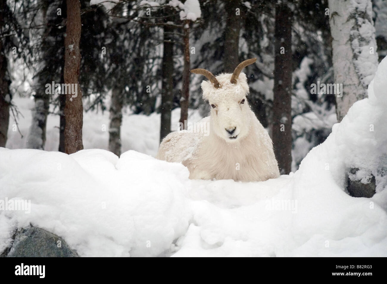 Dall Sheep high on a ridge in the snow covered Forrest near Turnagain Arm Alaska Stock Photo
