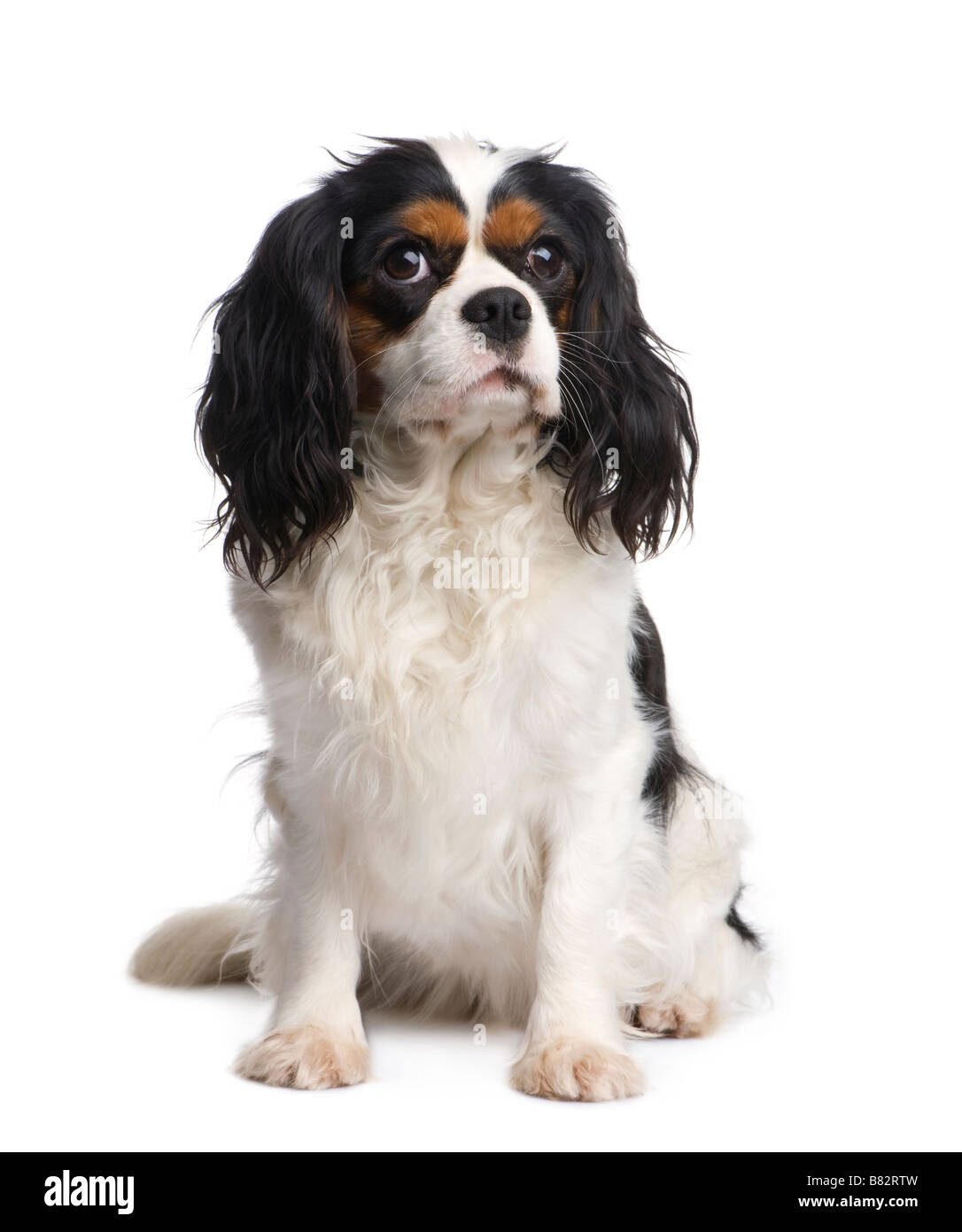 Dog isolated hi-res stock photography and images - Alamy