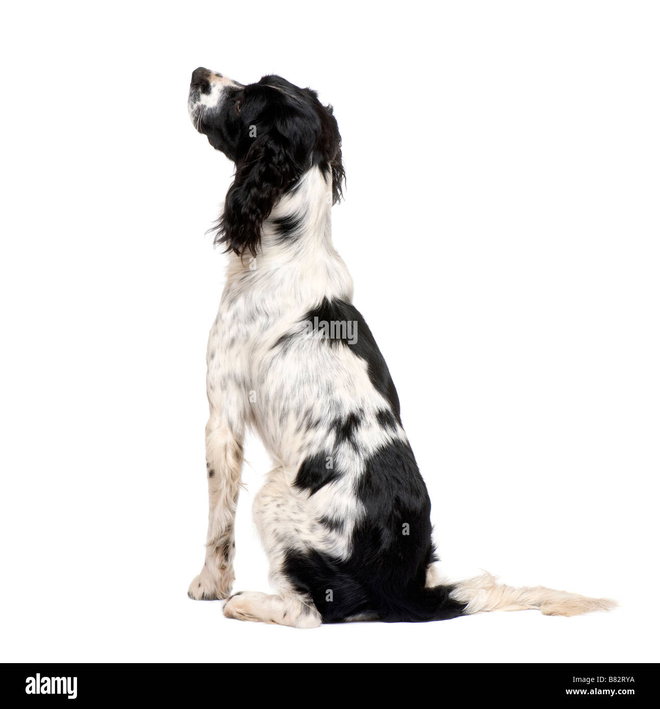 English Springer Spaniel 1 year in front of a white background Stock Photo