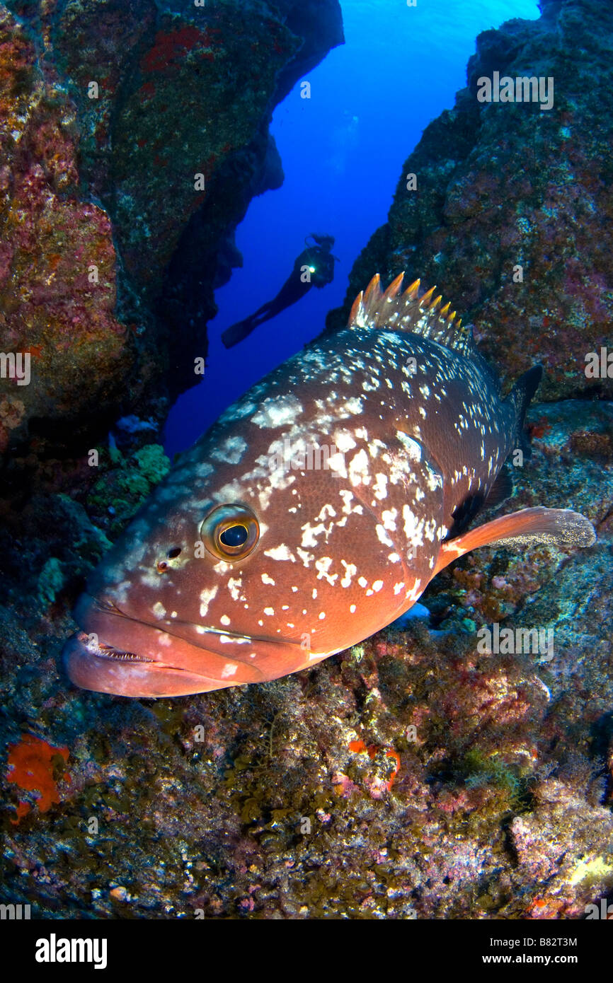 Grouper and diver  in  El Hierro Canary Islands, female diver, silhouette, blue water, volcanic island, grotto, underwater Stock Photo