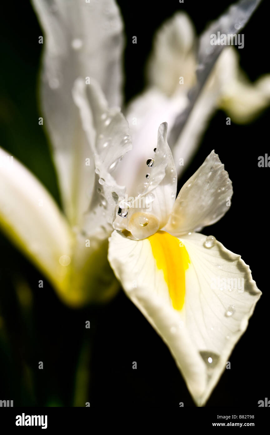 Dutch iris (Iris Xiphium) "White Excelsior" (shallow DOF Stock Photo