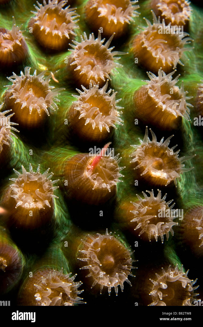 Coral Polyps feeding on plancton Belize, underwater, ocean, sea, scuba, diving, marine life, sea life, coral Stock Photo