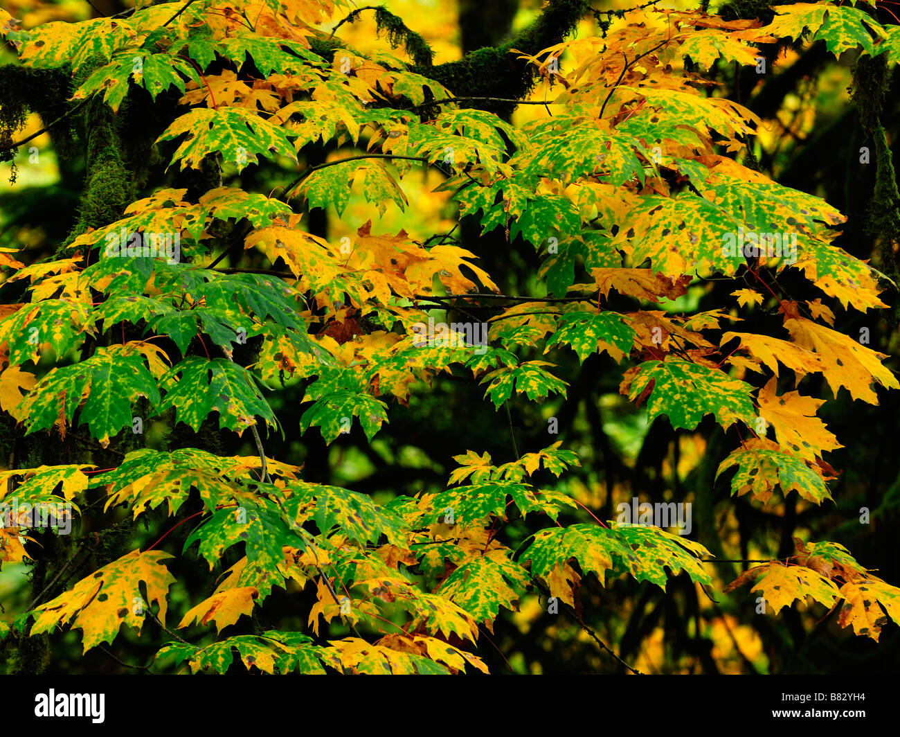 Bigleaf maple acer macrophyllum leaves hi-res stock photography and ...