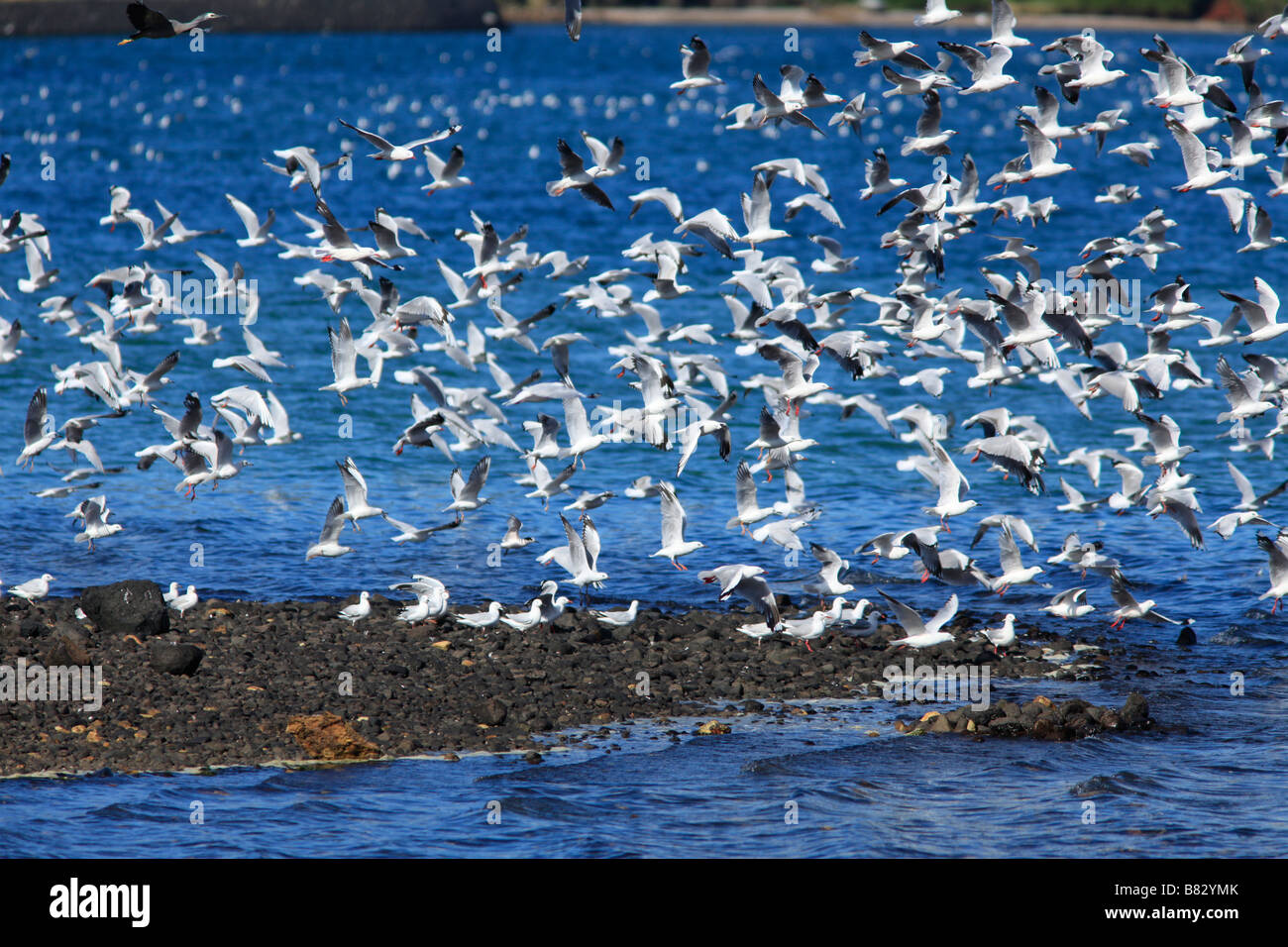 Flock of sea gulls airborne over coastal waters,Otago,South Island,New Zealand Stock Photo