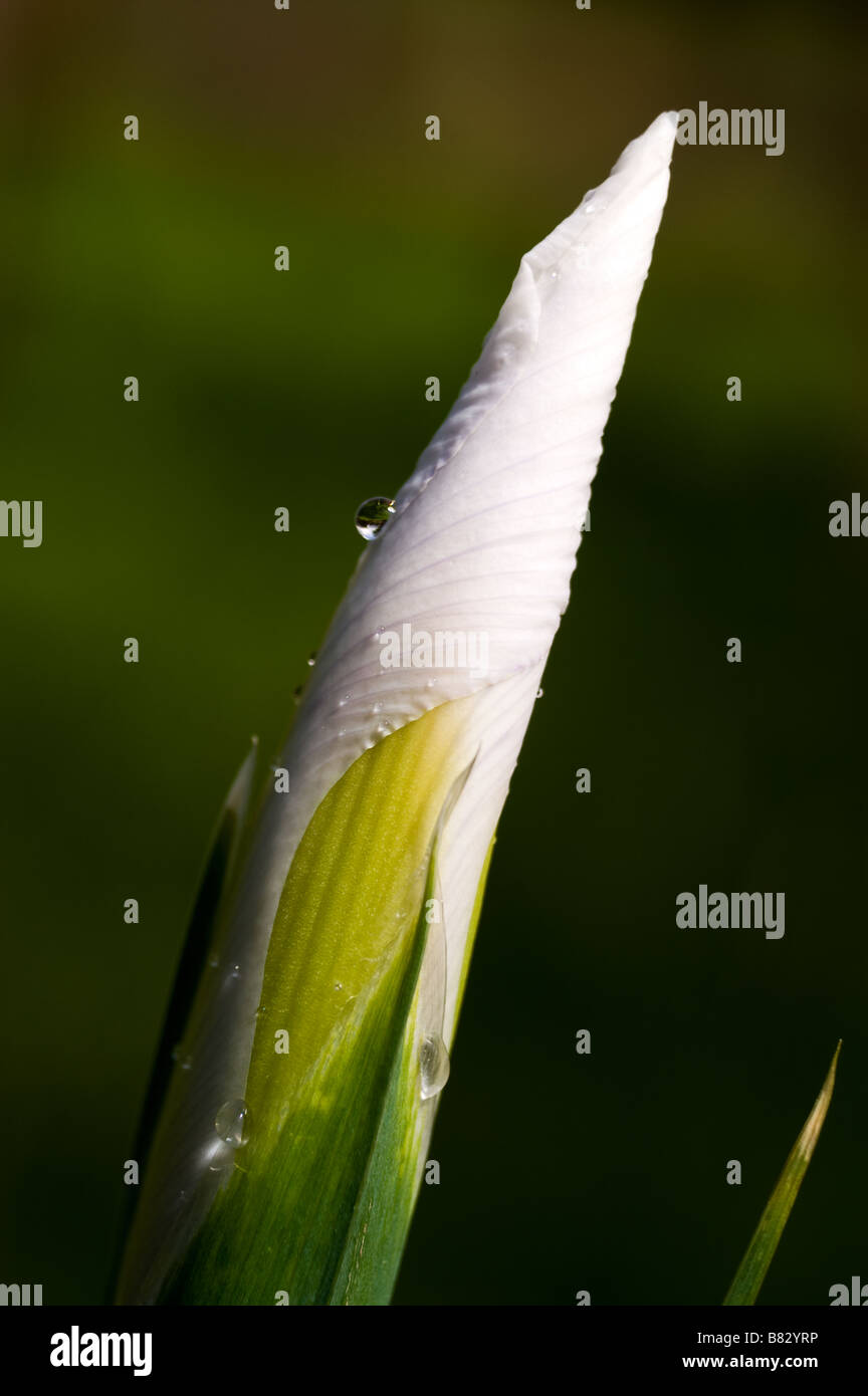 Dutch iris (Iris Xiphium) "White Excelsior Stock Photo Alamy