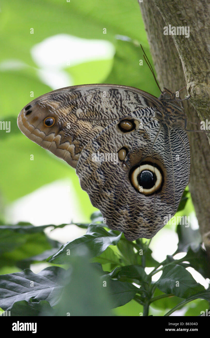 An owl moth resting on a branch. Stock Photo