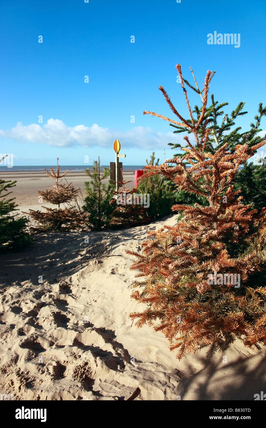 Manhattan beach christmas tree disposal