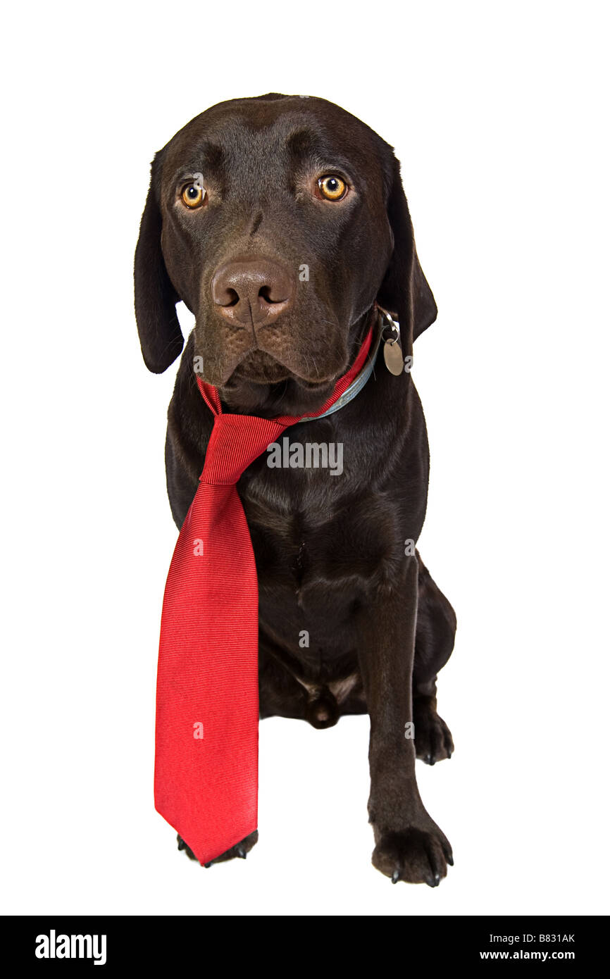 Cute Labrador Puppy in Red Tie Stock Photo
