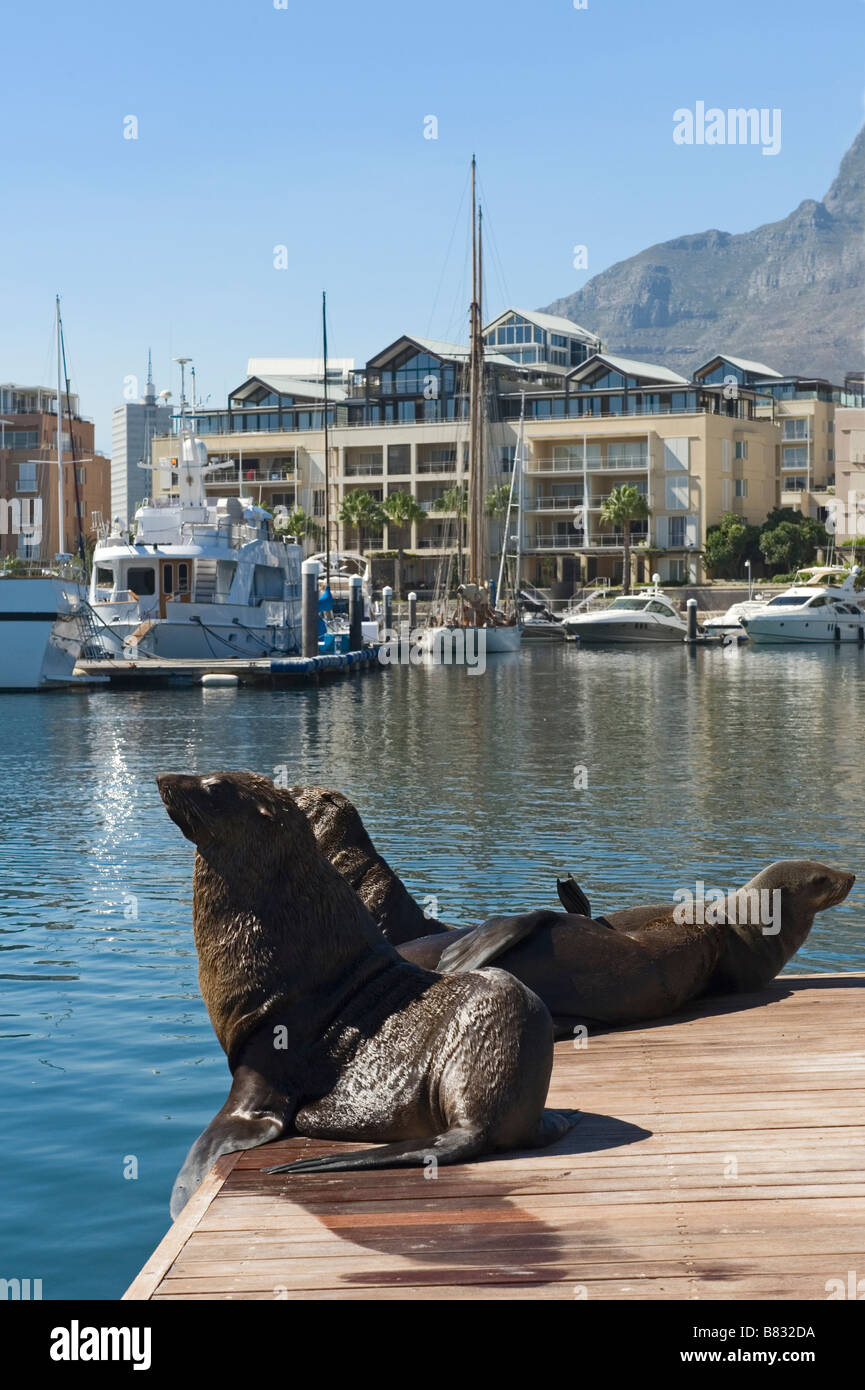 Cape Fur Seals (Arctocephalus pusillus) at Victoria and Alfred Waterfront Cape Town South Africa Stock Photo