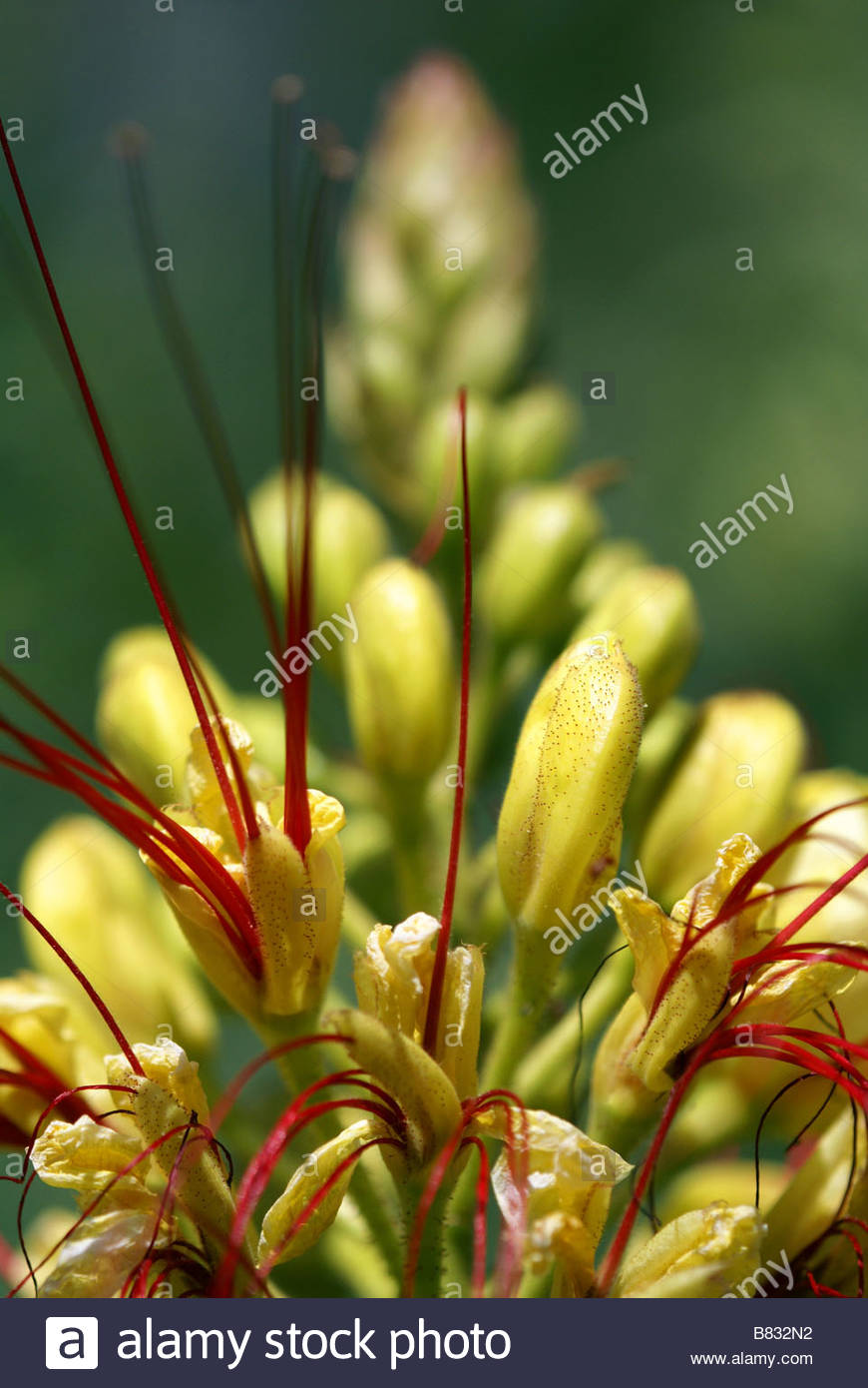 Caesalpinia Gilliesii Césalpinie De Gilles Oiseau De