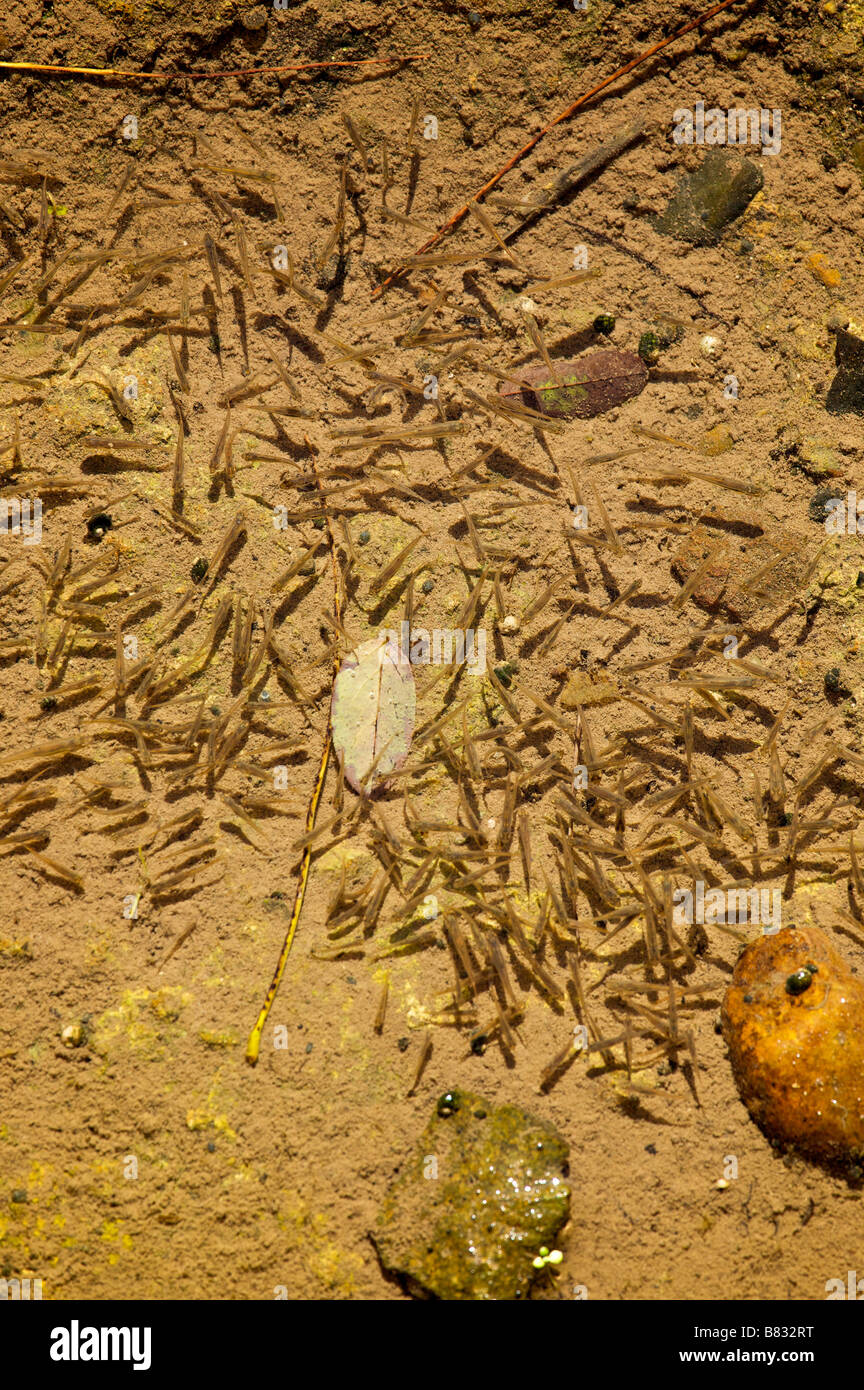 Young fishes in Nive river at Saint Jean Pied de Porc France Stock Photo