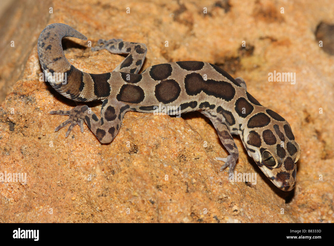 CLOUDED GROUND GECKO, Geckoela Colagolensis, is a species of gecko in the family Gekkonidae. Stock Photo