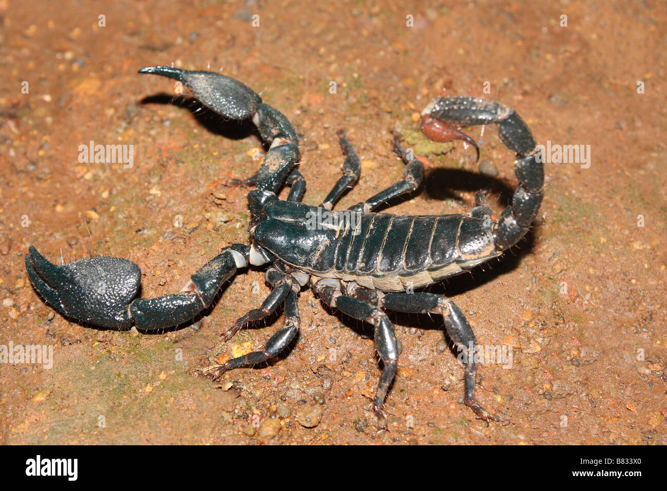 Scorpion. A large black scorpion which lives in flattened burrows. Its sting is very painful. Stock Photo