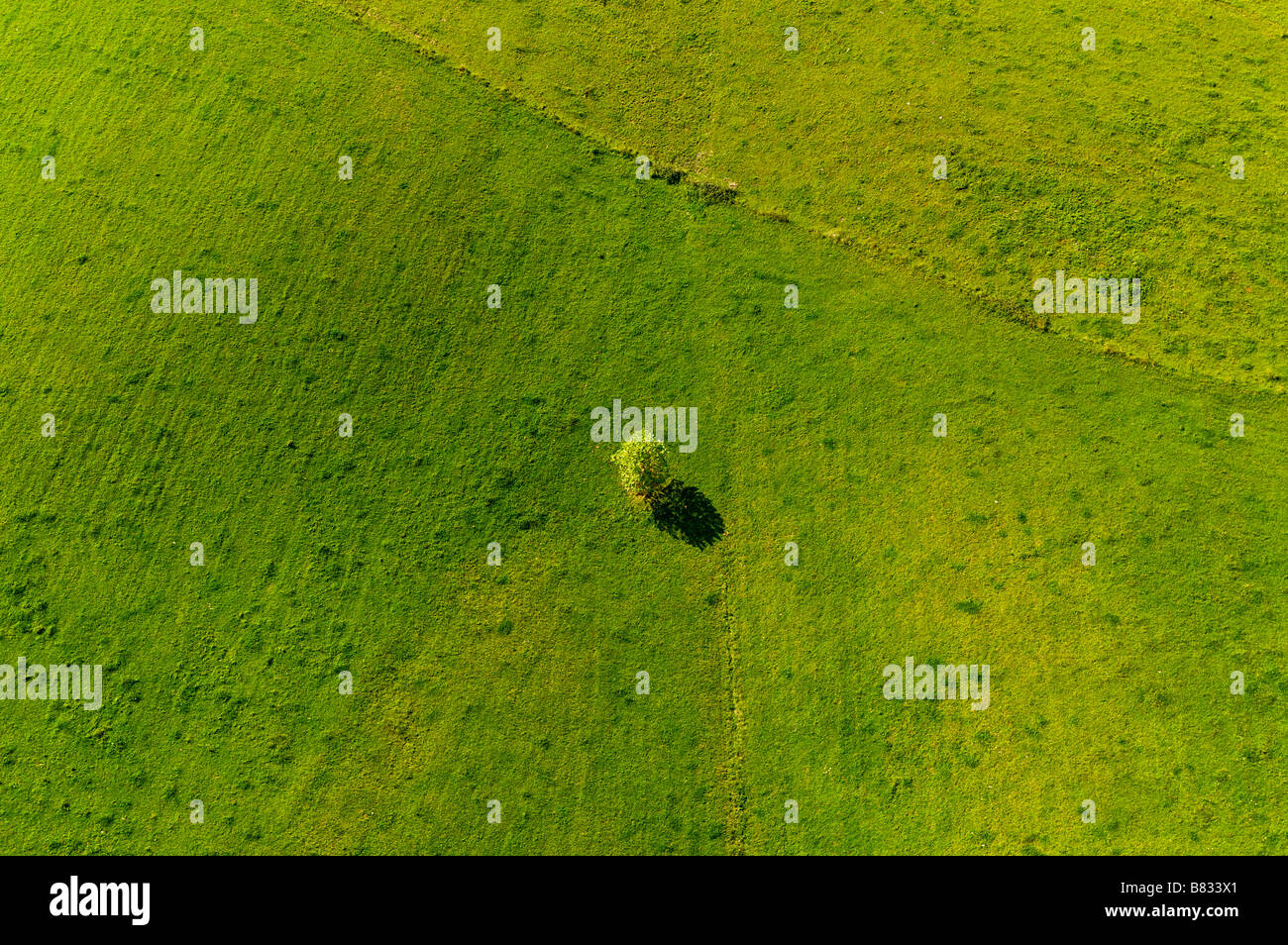Tree lost in the middle of a field Stock Photo