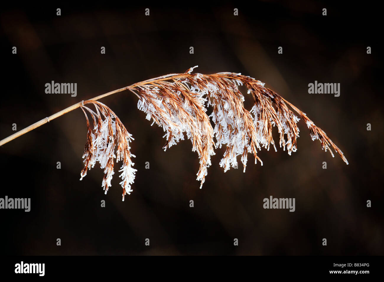 Common Reed (phragmites australis) seed head Stock Photo