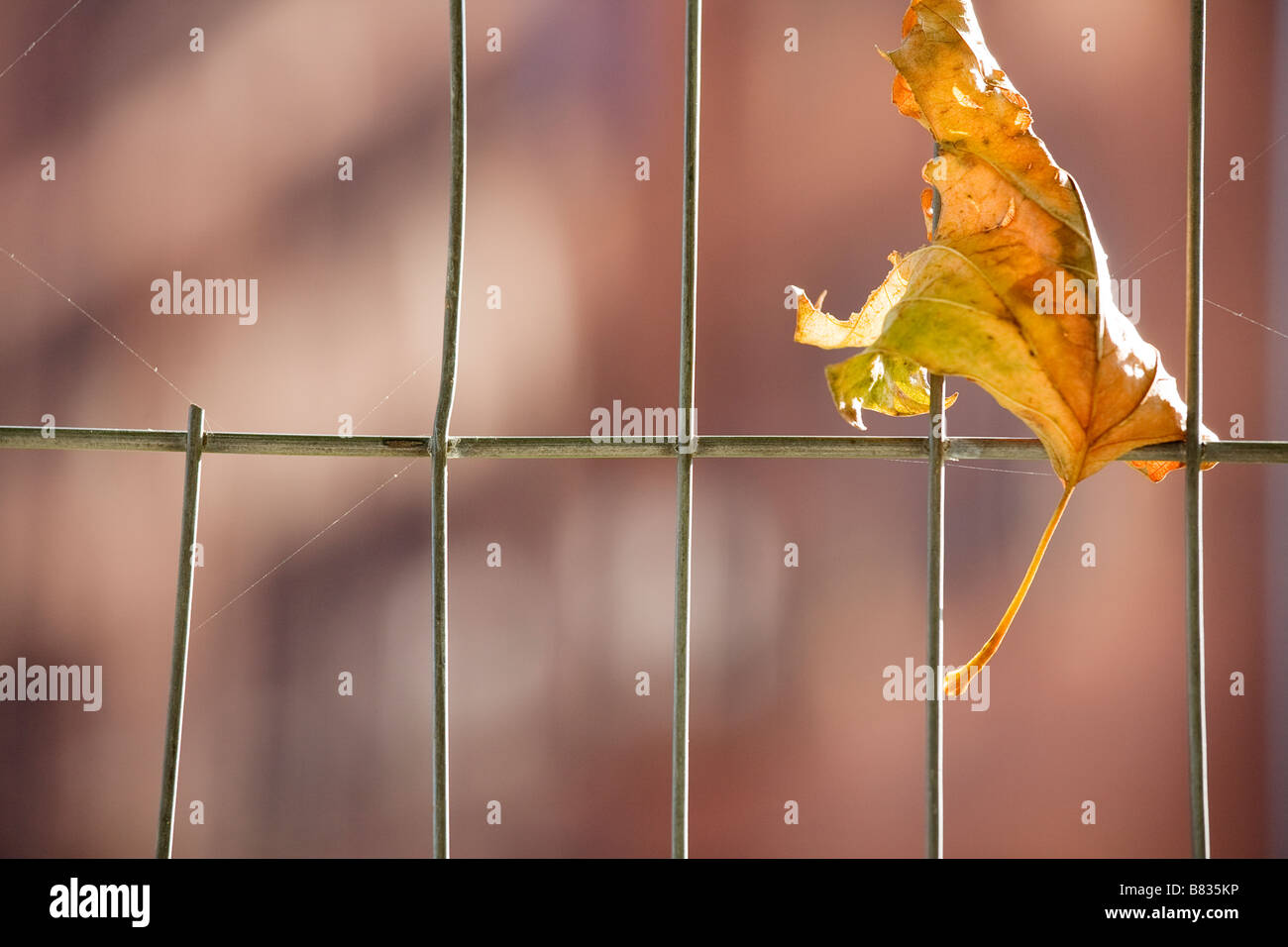 Leaf caught in fence Stock Photo