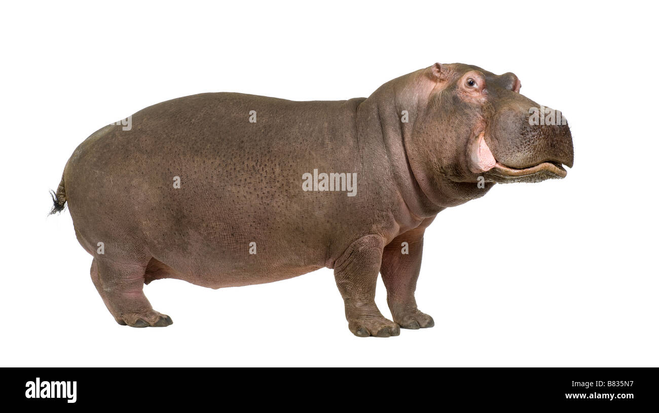 Hippopotamus Hippopotamus amphibius 30 years in front of a white background Stock Photo