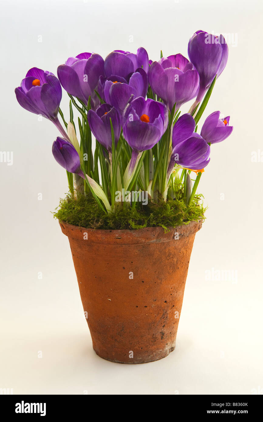 A terracotta flower pot with purple crocus growing in it Stock Photo