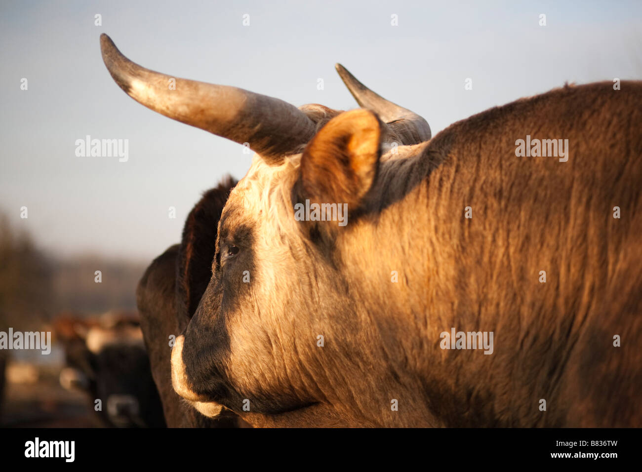 Heck cattle (Bos taurus, Aurochs) in Germany. Stock Photo