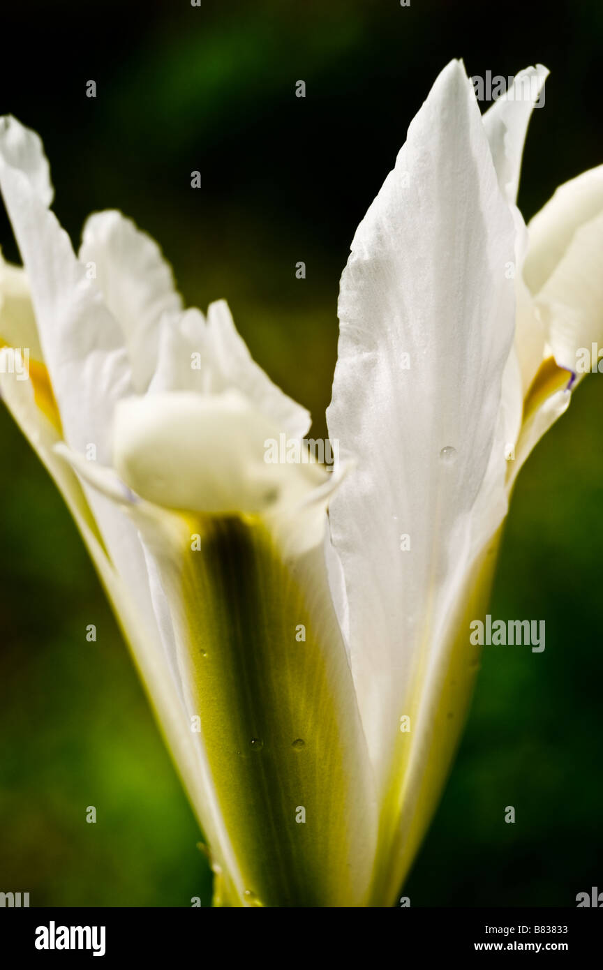 White excelsior hires stock photography and images Alamy