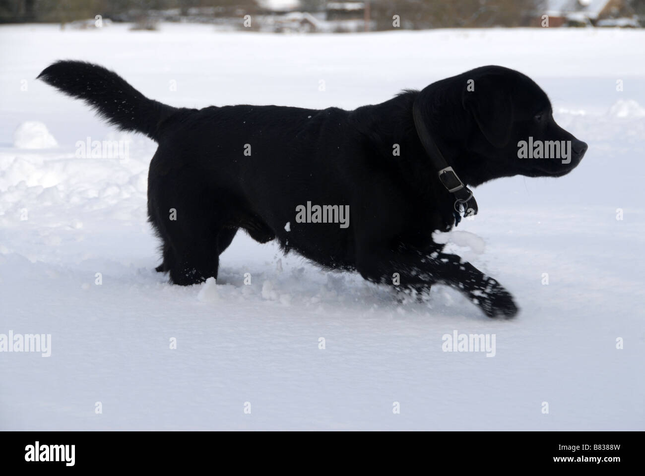 Black labrador retriever in snow covered field Stock Photo