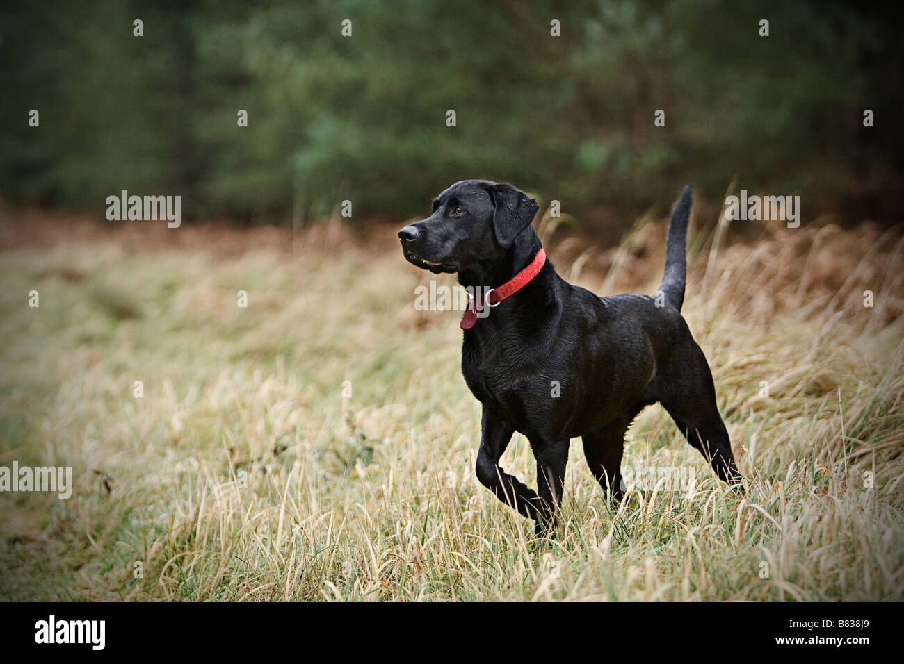 Black Labrador in Countryside Stock Photo - Alamy