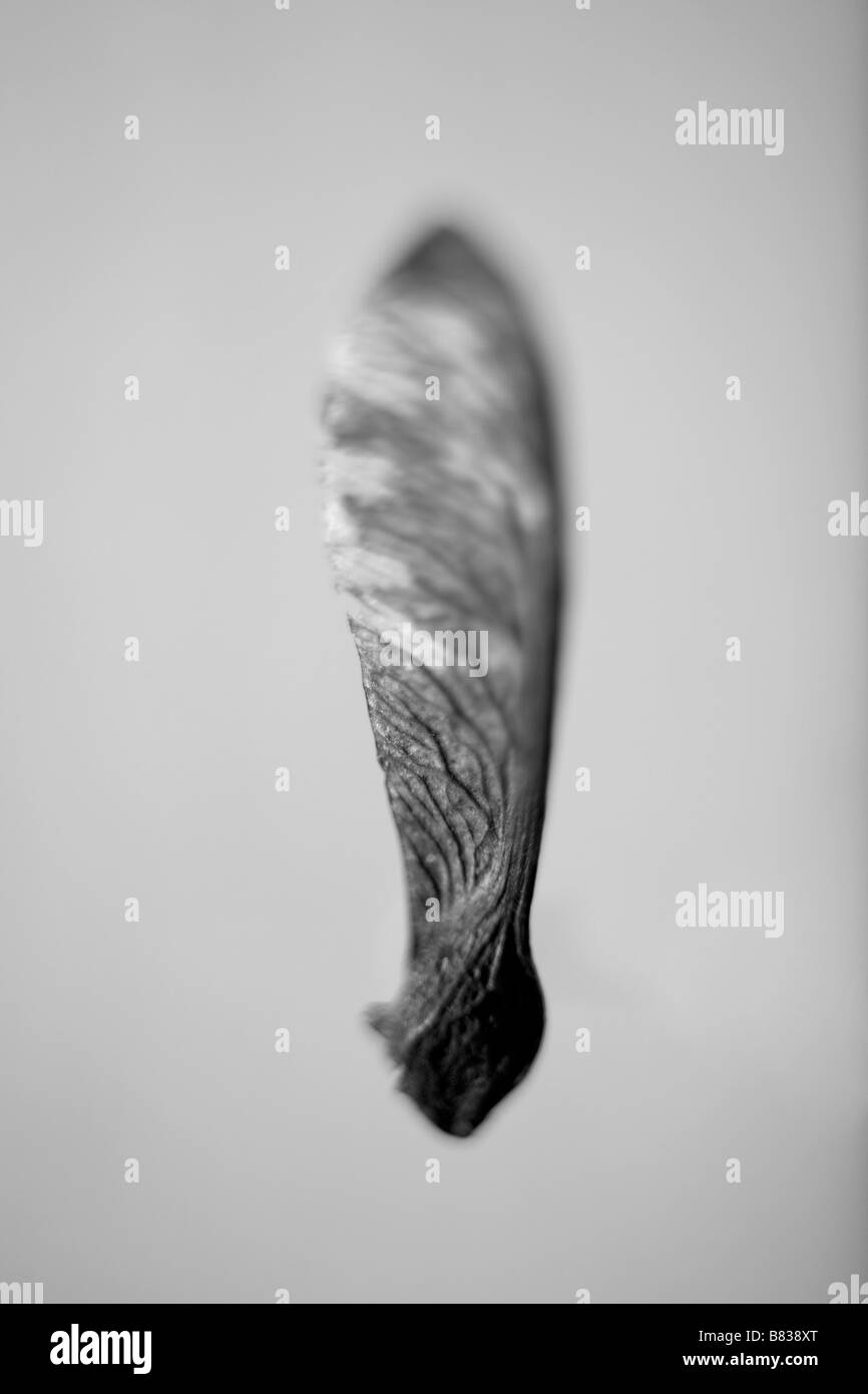 Seed detail Black and White Stock Photos & Images - Alamy