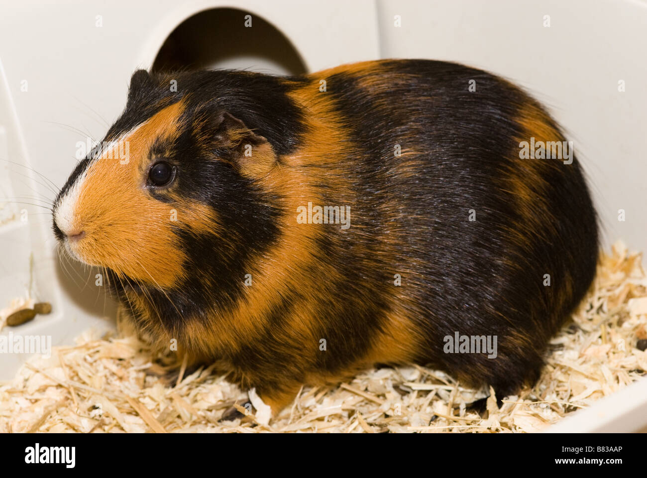 short haired guinea pig for sale