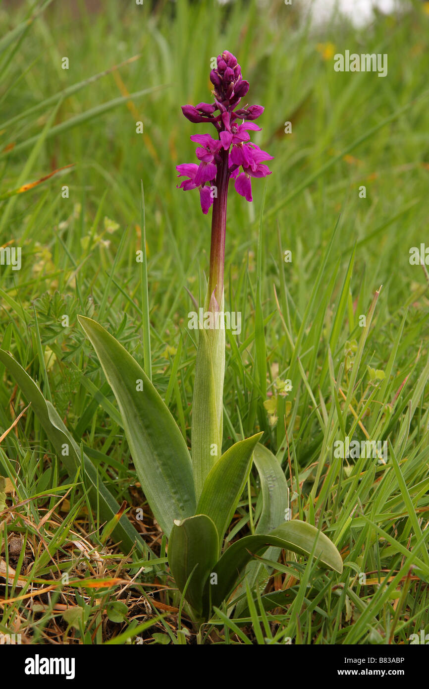 A single Early purple orchid. Stock Photo