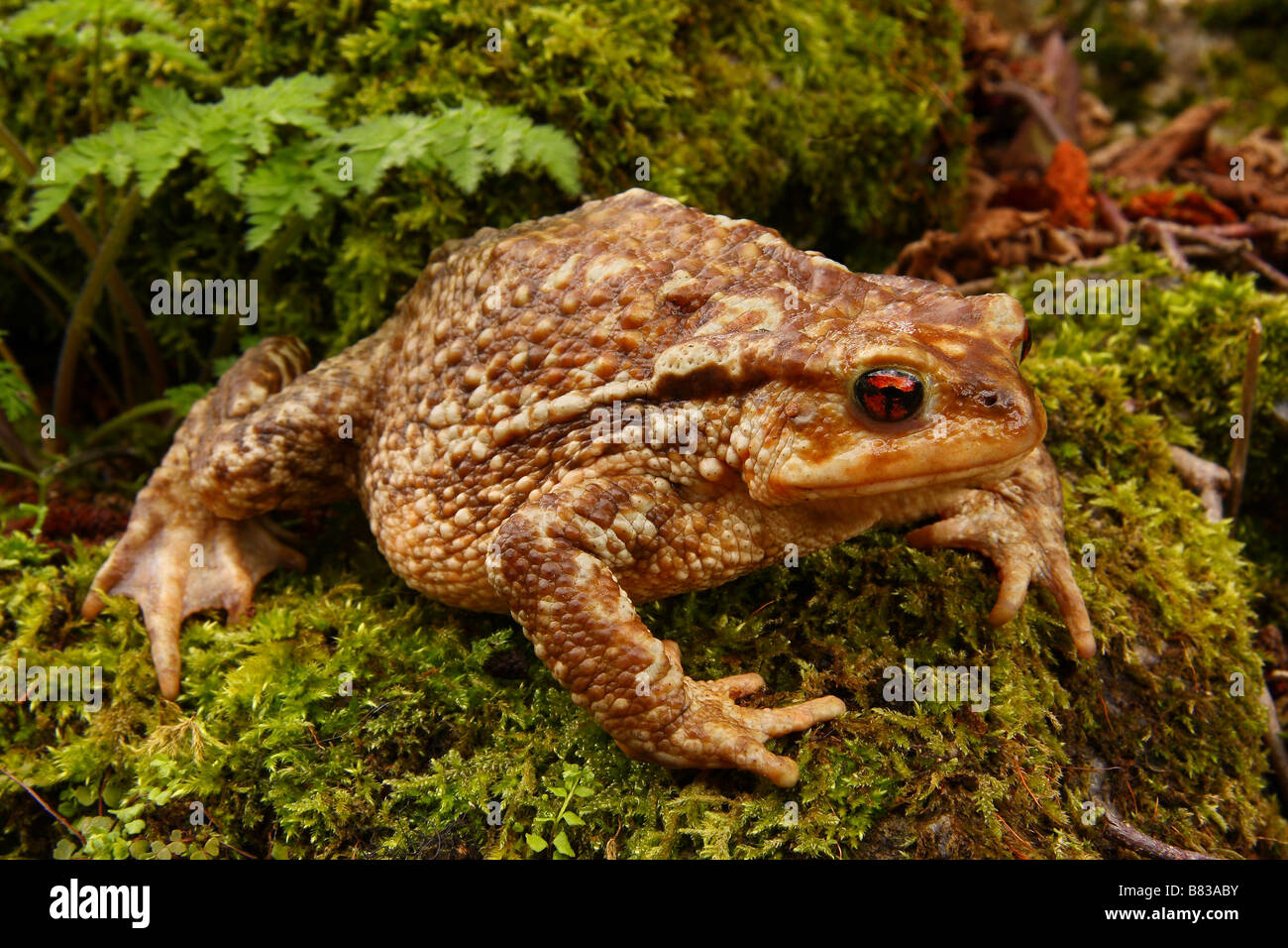 A common Toad. Stock Photo
