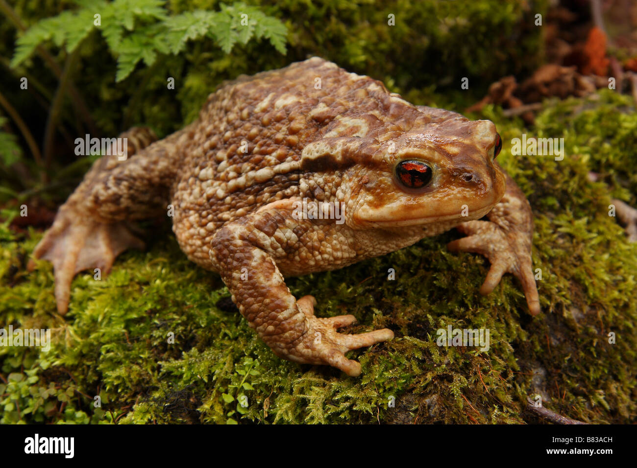 A common Toad. Stock Photo