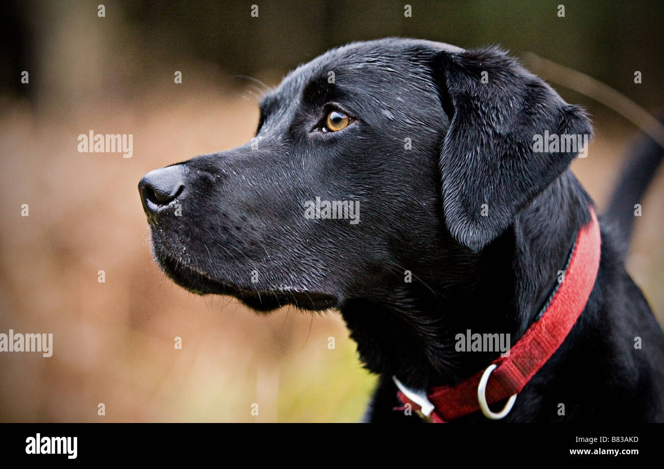 Black Labrador Profile Shot against Countryside Background Stock Photo