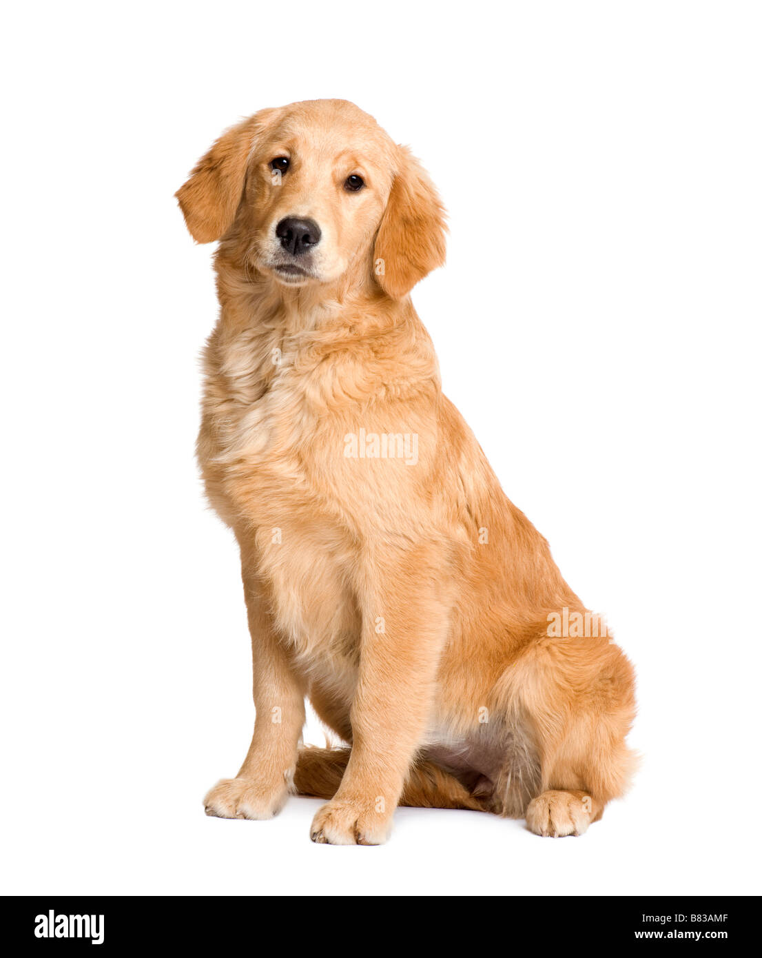 Golden Retriever puppy 5 months in front of a white background Stock Photo  - Alamy