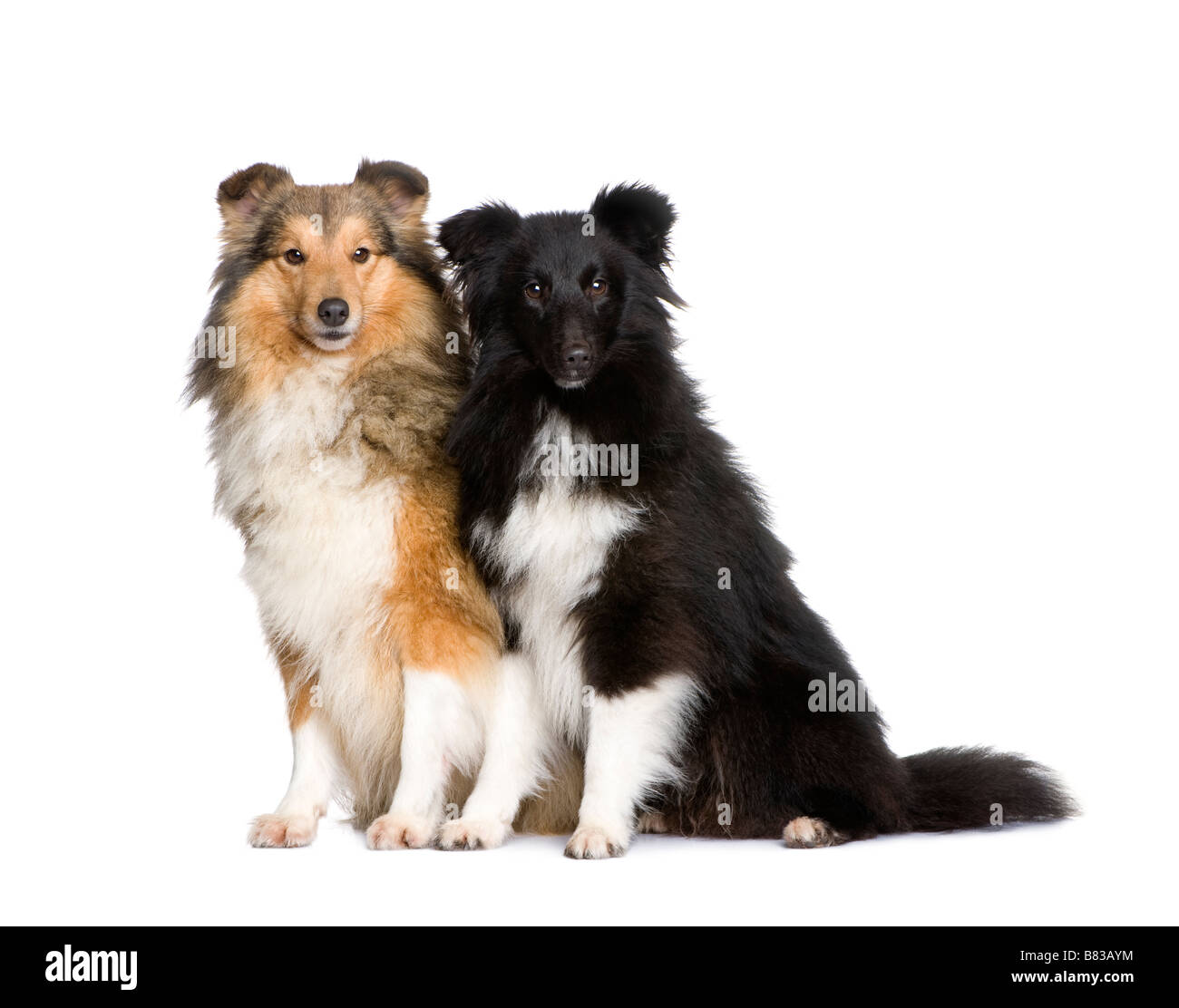 are shelties good apartment dogs