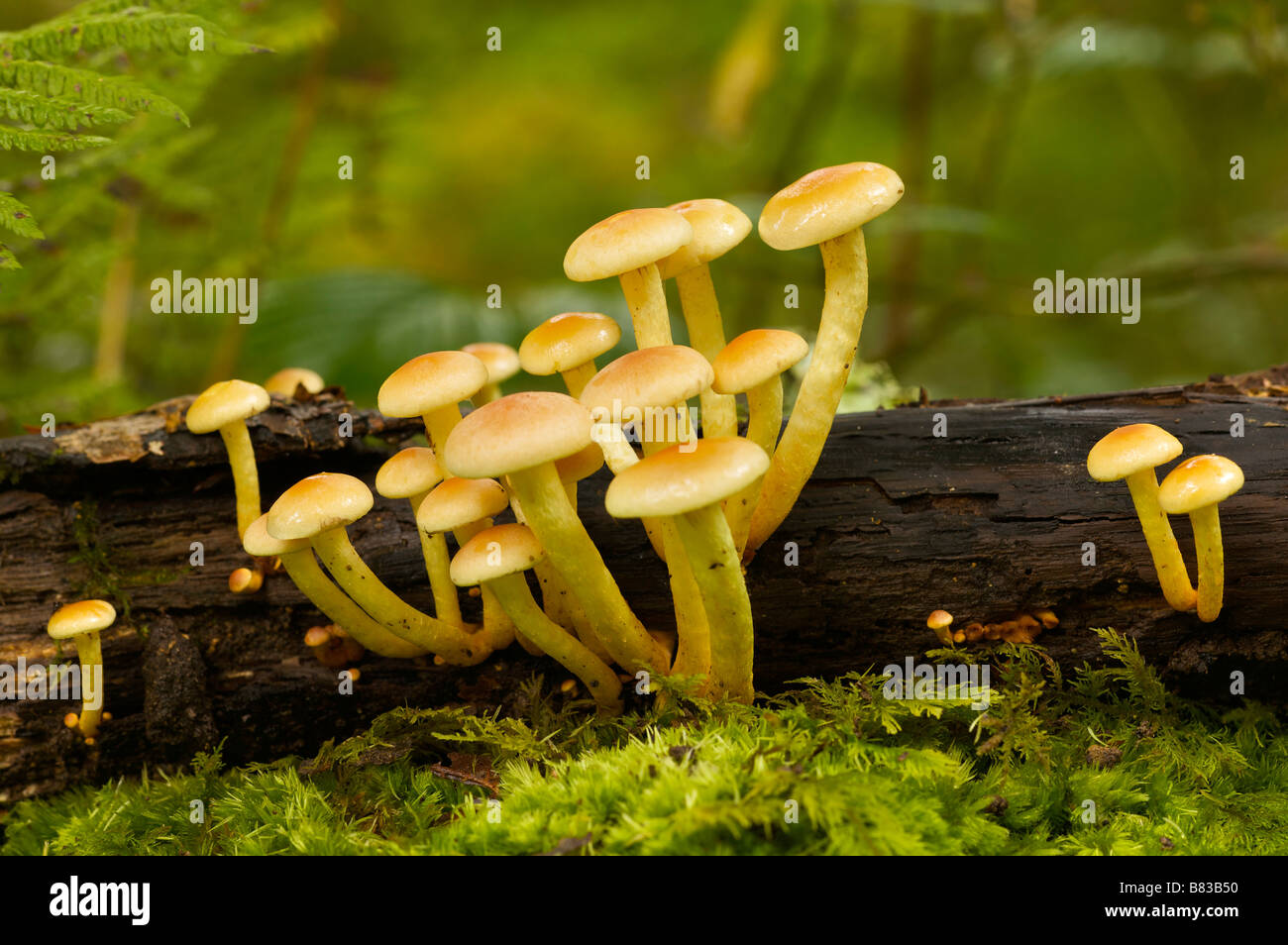 Close up of Sulphur Tuft Hypholoma fasciculare in Pays Basque France Stock Photo